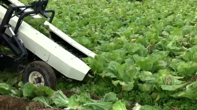 大白菜种植收获一条龙服务,看完后震撼了