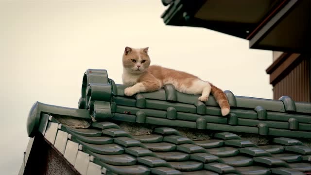 猫咪后院之家:屋顶上的小花猫一直看着眼镜男