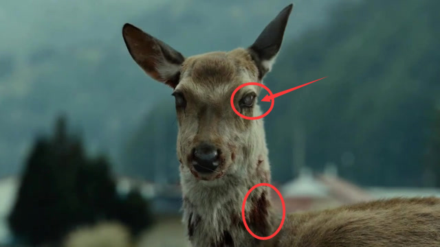 美国"僵尸鹿"病毒扩散!已出现首例人类感染,专家:现实版釜山行!