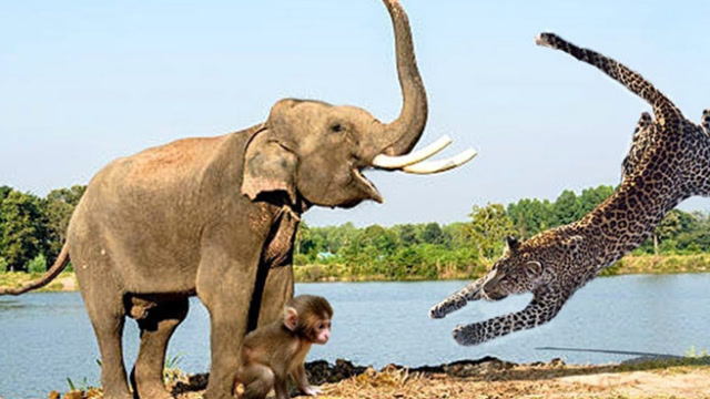 花豹捕食小猴子,猴妈妈在树上无能为力,幸好大象及时赶来救助