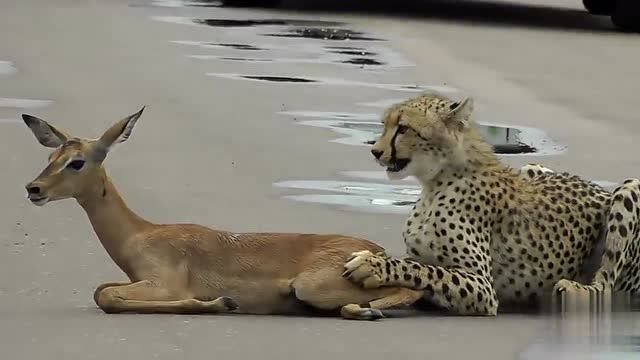 感动吗?猎豹竟追猎物追到了这里,可怜的幼崽