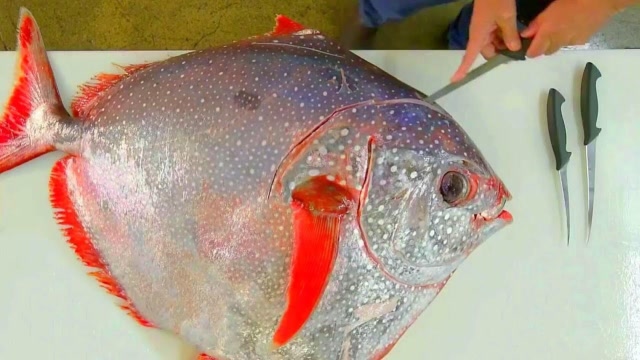 极品月亮鱼,日本人把肉割下来直接生吃,肉还在动,味道鲜美