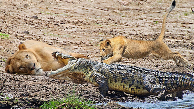 狮子过河遭到鳄鱼偷袭,鳄鱼咬住狮子在水中转动,镜头拍下全过程