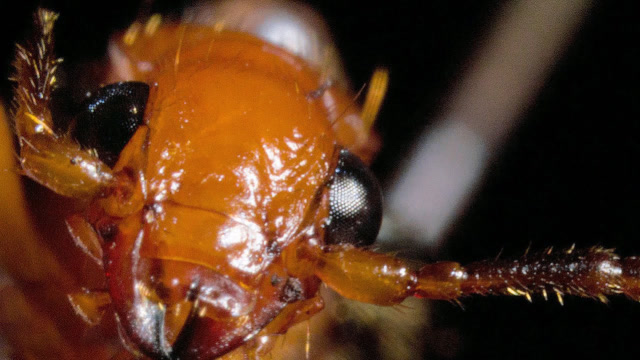 能喷射100°c沸腾毒液的投弹手甲虫,看完涨知识了