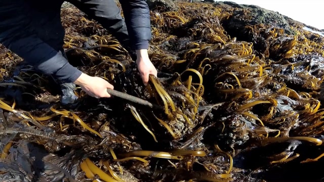 海边长出大片野生裙带菜,采不完就要烂掉,小马赶紧去多采点