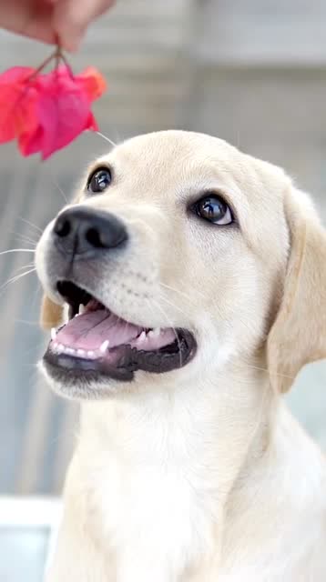 狗狗 #拉布拉多 你们要的"哇,是花花耶"动态壁纸来了,希望这个笑饶苘