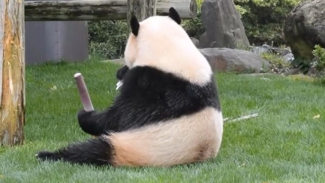 熊猫桃浜坐在草地上悠然自得吃竹笋,好惬意的熊生