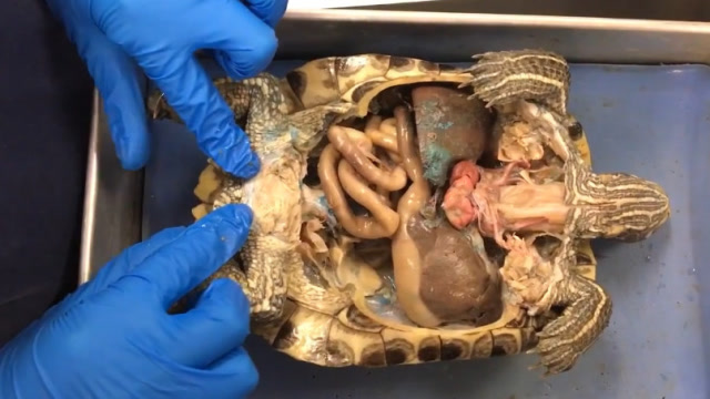 乌龟离开壳还能活着吗?科学家将乌龟解剖,网友:动画片骗了你