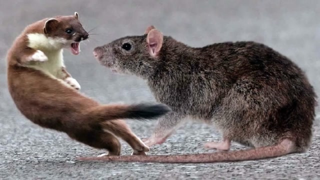 老鼠与黄鼠狼搏斗,黄鼠狼使出"绝招",老鼠想后悔已经晚了