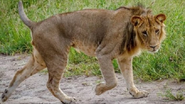 狮子和蟒蛇之间的战斗,生死就在一瞬间,镜头拍下全过程!