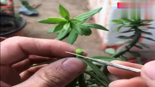 小青叶嫁接丽花仔球,这1分钟全是细节,包教包会