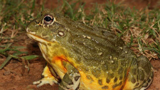 非洲恐怖"食人蛙",生吞老鼠活剥毒蛇,连水牛也惧它三分