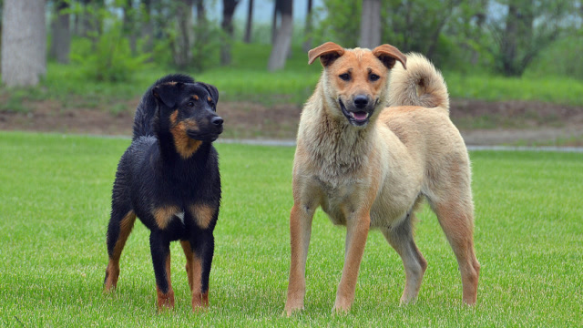 黄狗力气太大了,直接把黑狗甩了一个飞身!