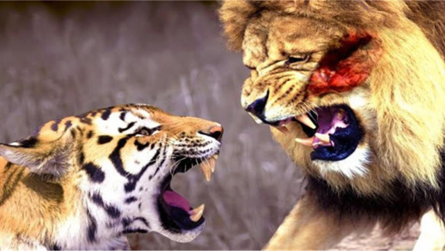 万兽之王狮虎pk生死之战