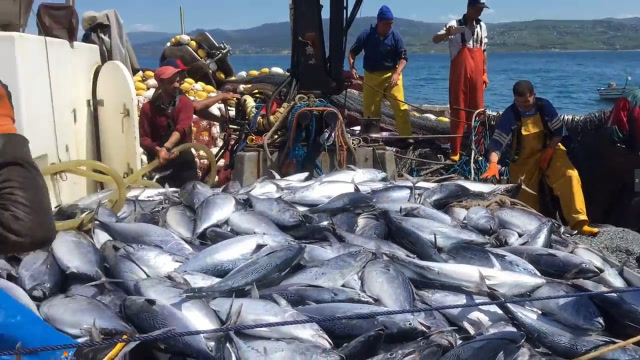 实拍渔民驾船出海捕鱼,鱼群尽收网里,难得一见的捕捞盛宴