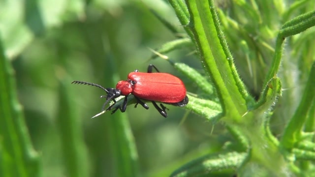 竹红天牛主要为害已采伐的竹秆