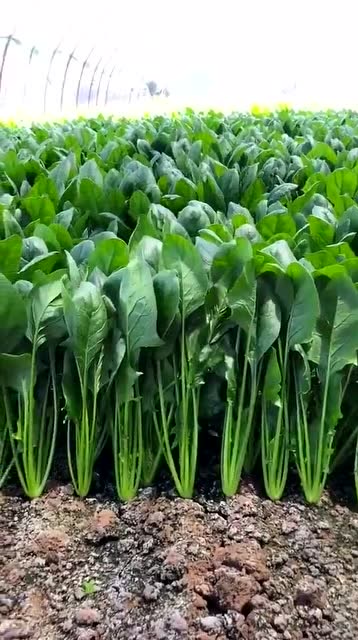 看这大菠菜才长得齐呼的