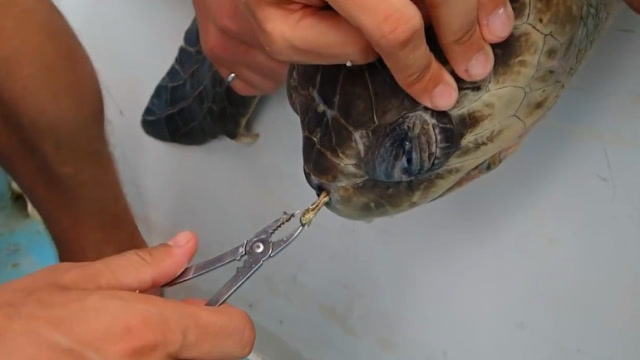 塑料吸管插在海龟鼻腔好几年,一拔海龟疼得呲牙咧嘴,看着真心疼