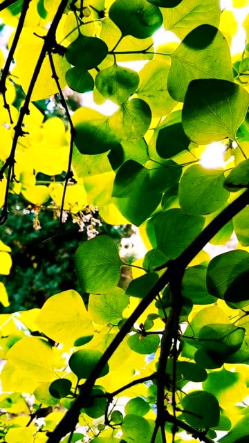 静美夏叶,黄绿相间美出新风景,看了让人心生愉悦