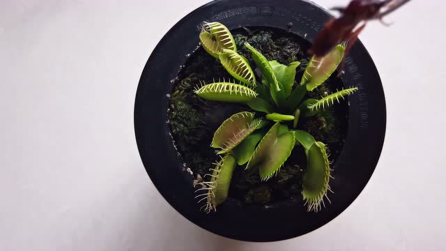 实验:蟑螂vs捕绳草!小强究竟能不能逃脱牢笼?