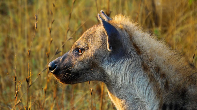 狮子王里的鬣狗图片