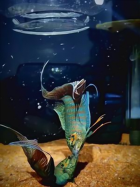 斗鱼打架是互相咬嘴吗就咬的还挺好看的