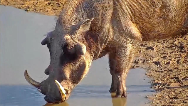 野外实拍一头喝水的疣猪,这獠牙真霸气!