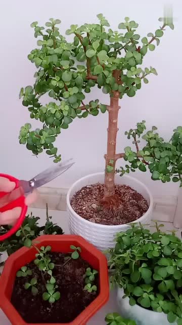 金枝玉叶的扦插方法交给你了