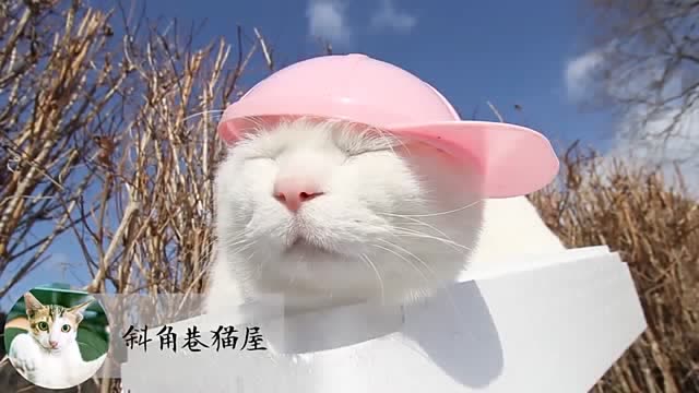 猫大叔戴上鸭舌帽后,很有阳光男孩的气息