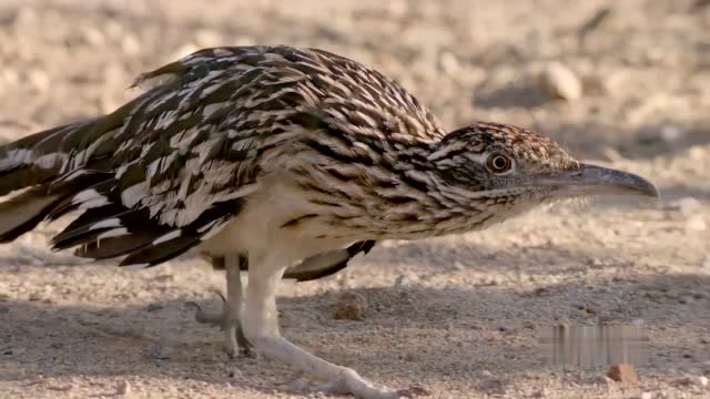 当一只走鹃走近一条菱形斑纹响尾蛇时,太大太凶吓死宝宝了