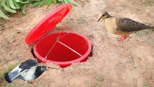 小哥用水桶设置陷阱,只要猎物一靠近就中招,小鸟:开始了是吗?
