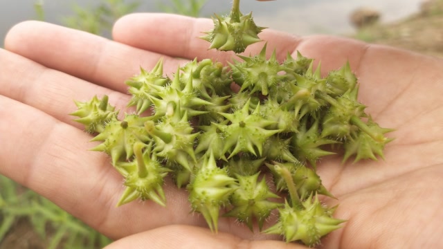 蒺藜果你见过吗?浑身带刺可入药,药用价值不简单!