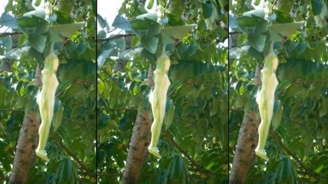 全球最稀有的"女人树"!果实与女孩一模一样,买下却立马后悔