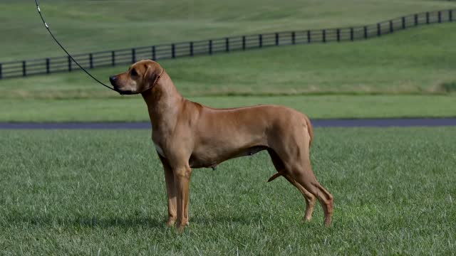 犬种abc——罗得西亚脊背猎狮犬