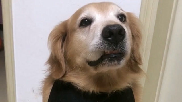 李宇辉嘲笑金毛艾迪不会咬嘴唇,为了争口气,艾迪的举动逆天了