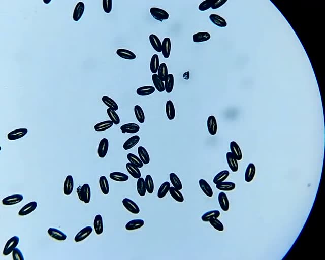 显微镜下杏花花粉放大500倍后的样子,真是令人意外,想不到会是这样的!