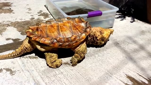 威风凛凛的黄金大鳄龟,走起路来很有气场