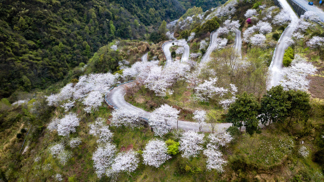四明山樱花谷