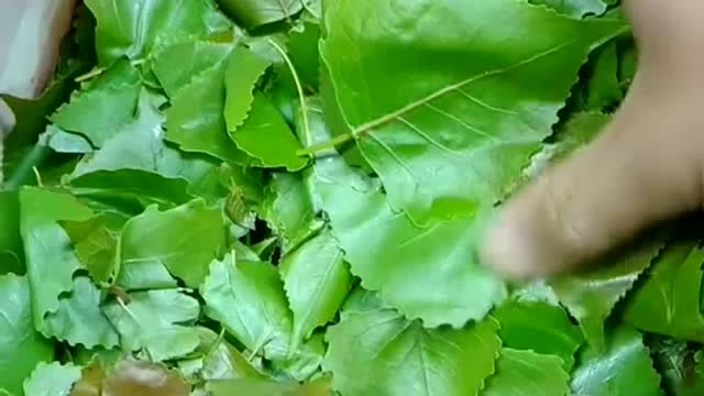 杨树叶有人吃过吗?听我们村里的王大姐说可以吃,真的假的啊!