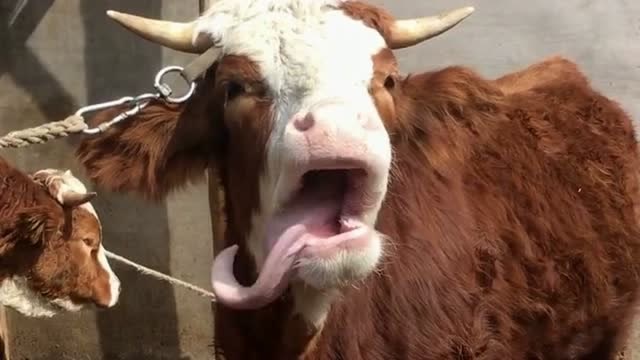 有没有专业人士知道这是怎么了,一直伸着舌头,有种怪怪的感觉!