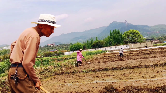 农村没有年轻人种田了,实拍84岁老人田间干活,看着心酸