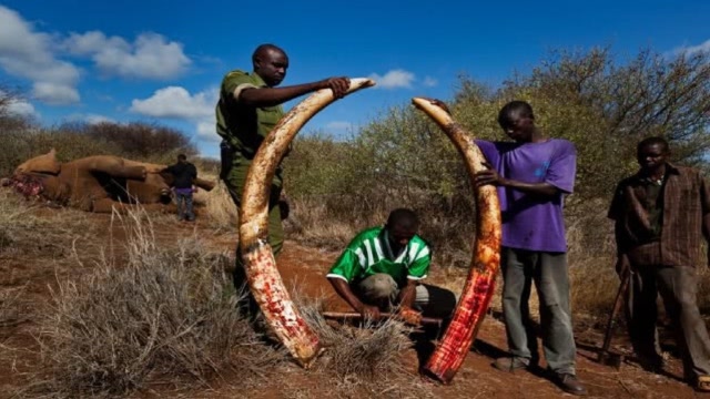 工作人员割下大象的象牙,看起来非常残忍,却是在帮它"保命"!