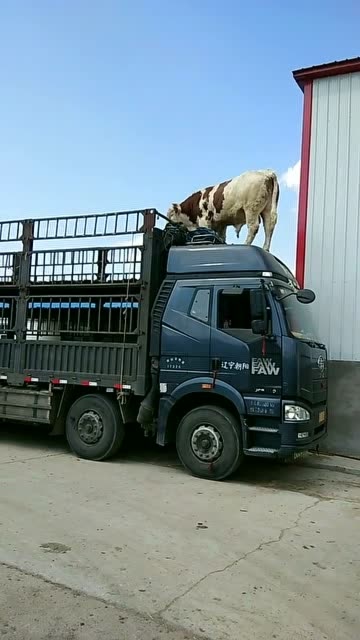 牛跳车顶上,要在大货车头上拉屎拉尿!