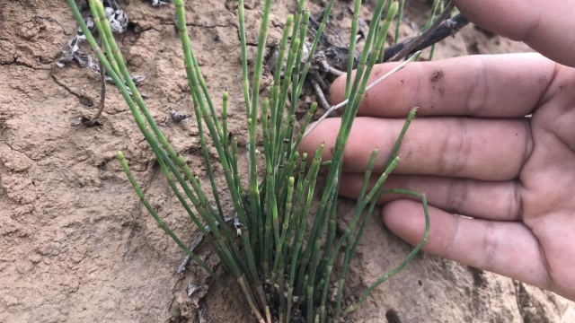 给大家介绍一种"光棍草",不开花不长叶只有杆,你见过吗?