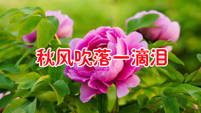熊七梅一首《秋风吹落一滴泪》唱得凄美催泪,听完泪流满面!