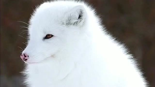 雪白的灵狐就像精灵一样,看到你心情都变好了,它们的性格还温顺!