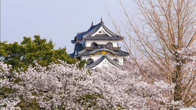 日本彦根城,完整地保留了江户时代以前的筑城方式,日本国宝之一