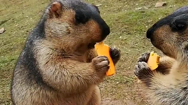 土拨鼠真面目长这样,吃东西的样子太呆萌了,只不过这叫声你想象不到!