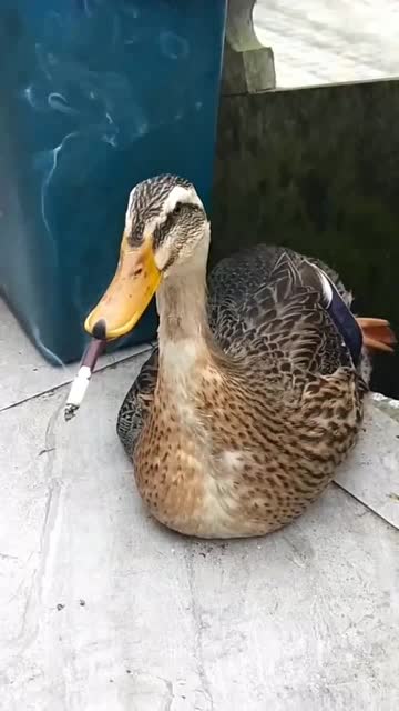 鸭子抽烟真是第一次见,下一幕是烫嘴了吗