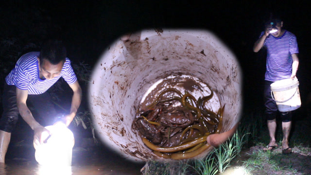 明二哥深夜下河抓螃蟹,却遇到田里黄鳝成群,双双落网带回家